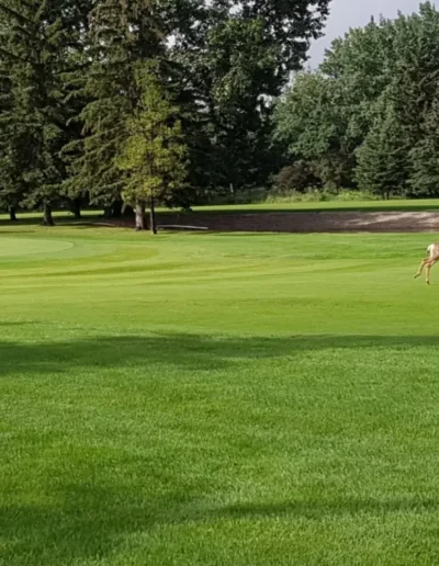 grande prairie golf & country club 72